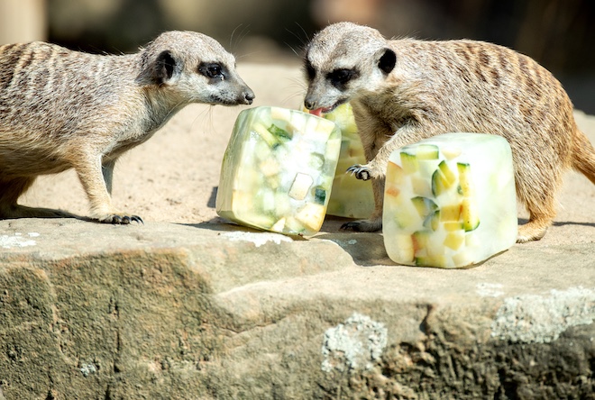 Zoo Animals Beat The Heat With Large Frozen Treats - CBS Chicago