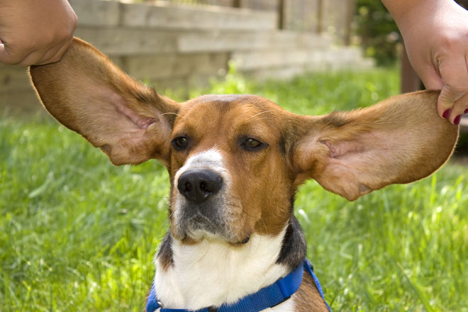 are floppy eared dogs friendlier