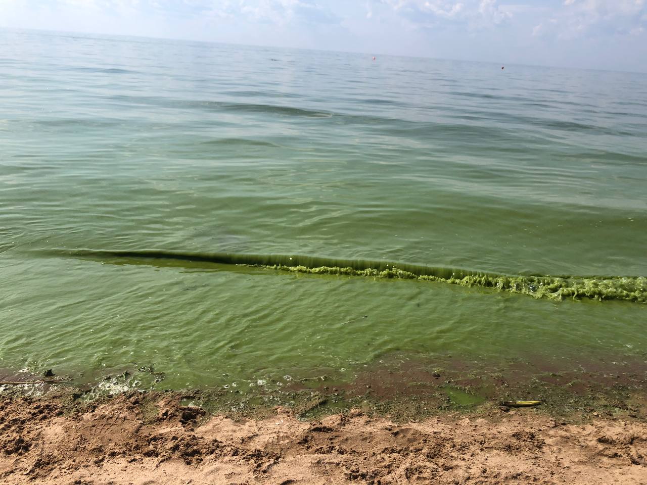 Вода в финском заливе температура. Водоросли в финском заливе. Синезеленые водоросли в финском заливе. Цветущие водоросли в финском заливе.